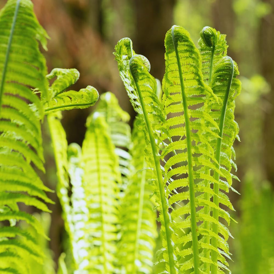 5 Ostrich Fern Roots, Fern Plants Live Rhizomes for Planting, Perennial Shaded Backyard