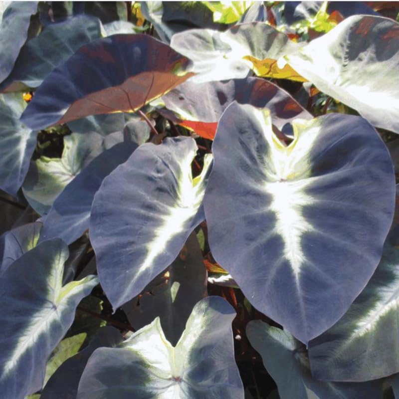 2 Alocasia Live Plants, Live Alocasia Plants Indoor, 3 to 5 Inches, Colocasia Plant, Elephant Ear Esculenta Taro Colocasia Plant House Plant (Tropical)