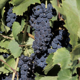 Black Grape Vine Plant Live for Planting, 1-2 Year Old, Bunch Grape Plant Live Grape Tree, Grape Fruit Tree for Planting