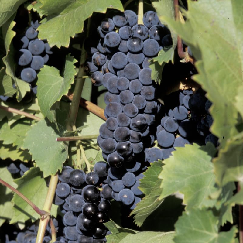 Black Grape Vine Plant Live for Planting, 1-2 Year Old, Bunch Grape Plant Live Grape Tree, Grape Fruit Tree for Planting