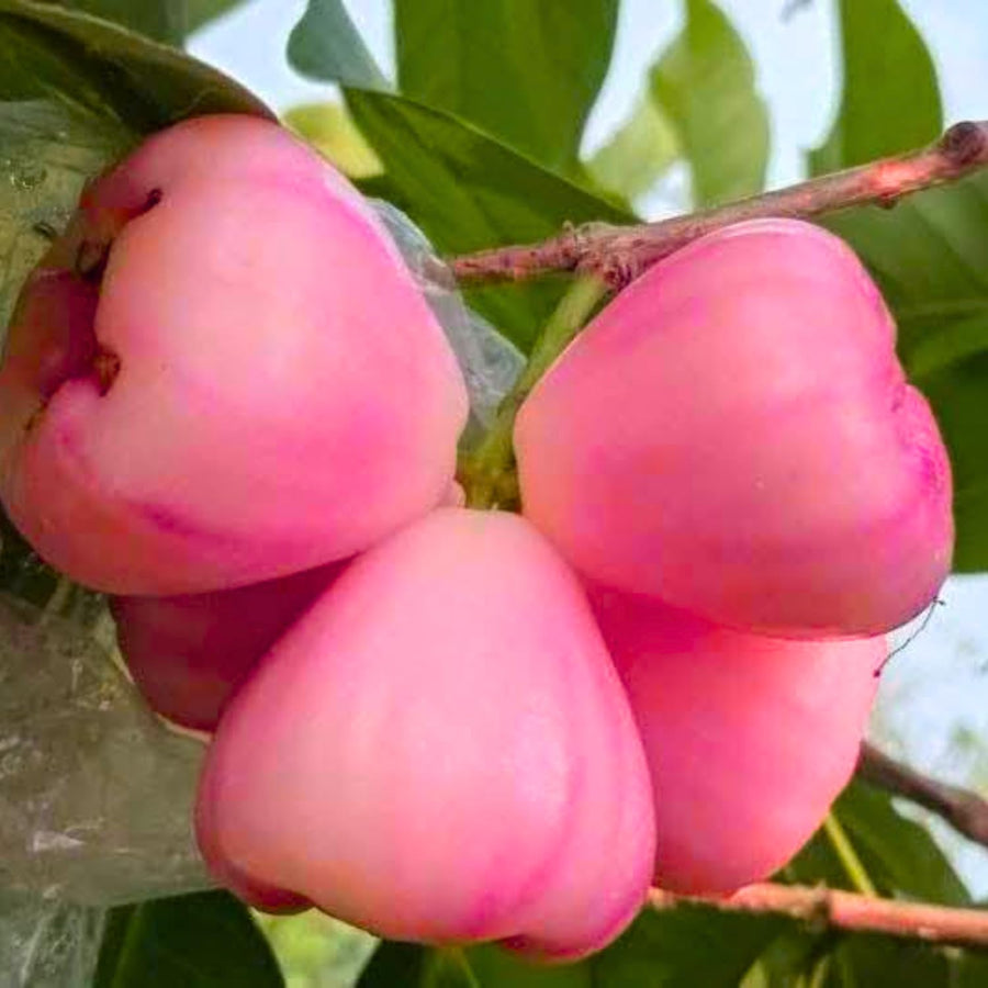 Sweet Red Wax Apple Tree Live Plant, 3 Feet Tall Tropical Fruit Tree, Zones 9-11 for Outdoor Indoor Planting, Rare Fruit