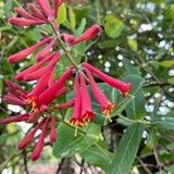 2 Mix Honeysuckle Plants Live, Fragrant Honeysuckle Climbing Vine for Garden, Trellis, or Fence, Starter Plugs 4-8 Inch (Red Blooms)