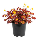 Burgundy Yellow Oxalis Plant, Yellow Shamrock Plants, 4-8 Inch Tall for Indoor or Outdoor Growing