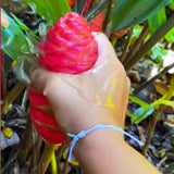 5 Shampoo Ginger Rhizomes for Planting – Fresh Zingiber Zerumbet Roots, Hardy Perennial Herb, Fragrabnt Ginger Plant for Garden or Containers