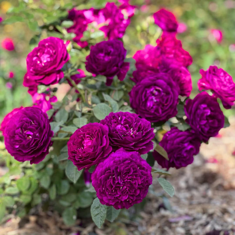 Purple Climbing Rose Live Plant Bare Root, Live Rose Bushes Ready to Plant Outdoor, 7-12 Inc Tall, Well Rooted, Cold Hardy