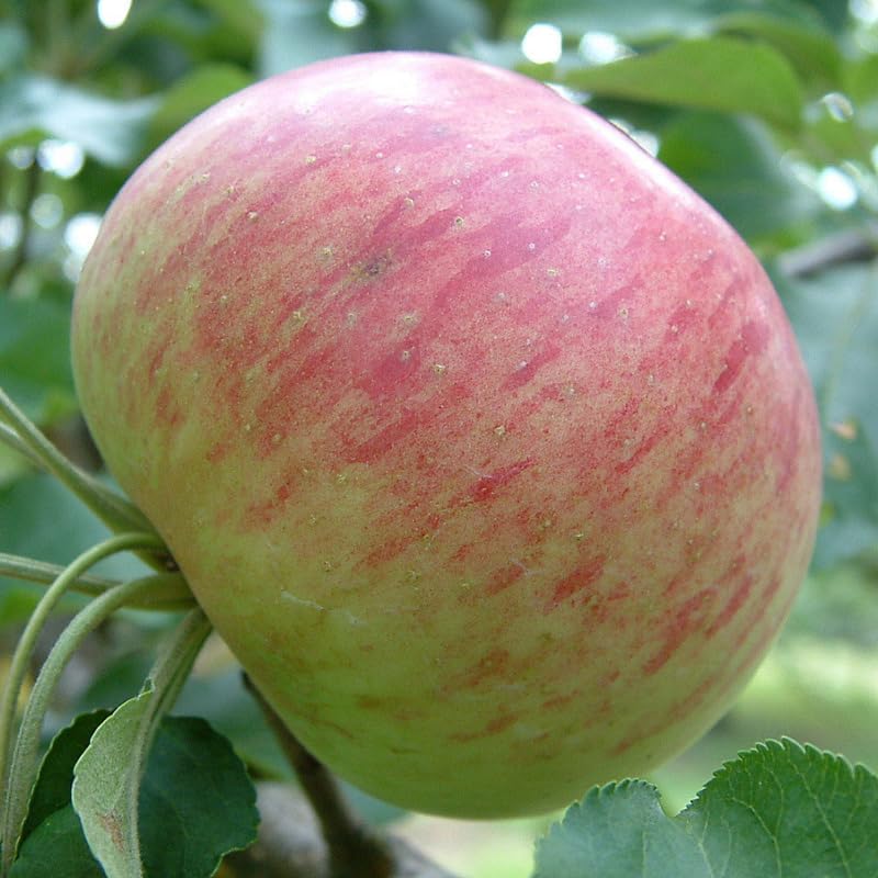 2-3 Ft Apple Tree Live Plant Bare Root, Live Apple Plant, Cold Hardy Fruit Plants for Home Garden Planting Spring (River)