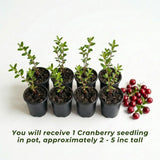 Cranberry Plant, Cranberry Seedling for Planting, 2-5 Inc Tall, Sweet Berries for Outdoor Garden, Container Growing