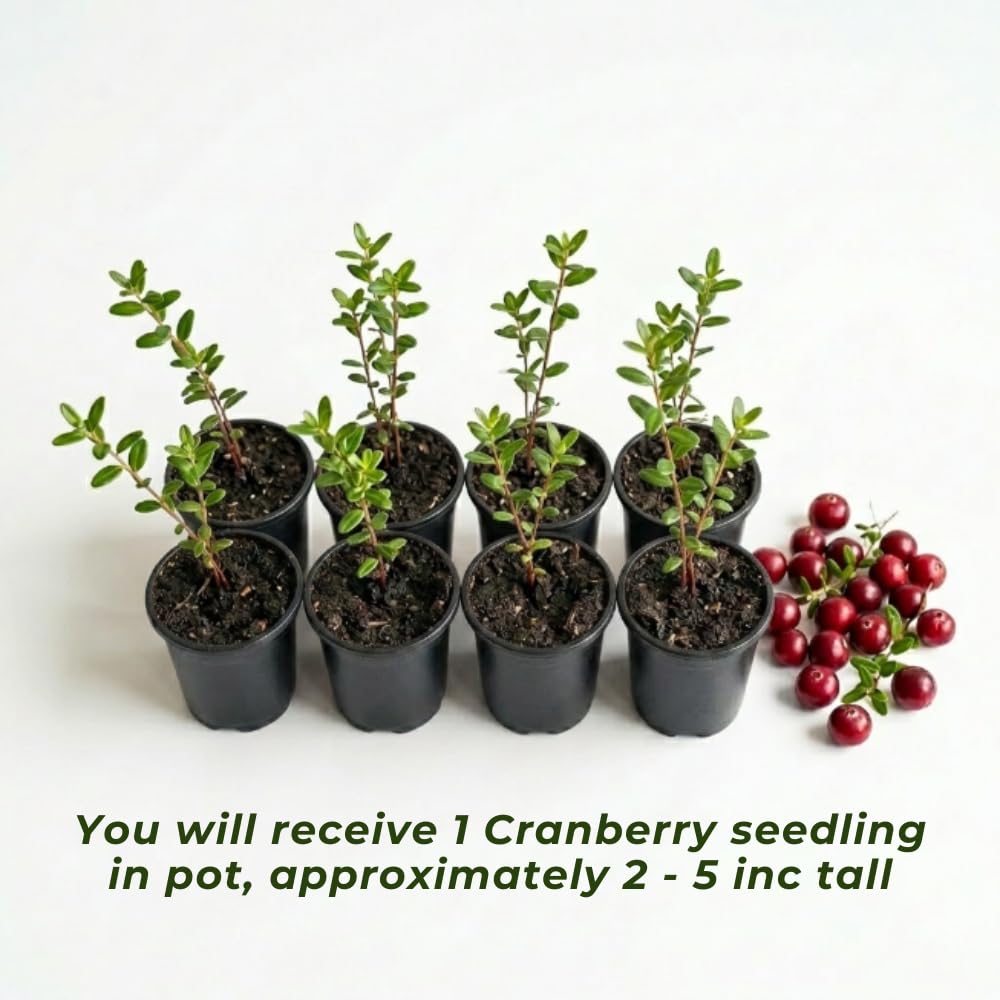 Cranberry Plant, Cranberry Seedling for Planting, 2-5 Inc Tall, Sweet Berries for Outdoor Garden, Container Growing
