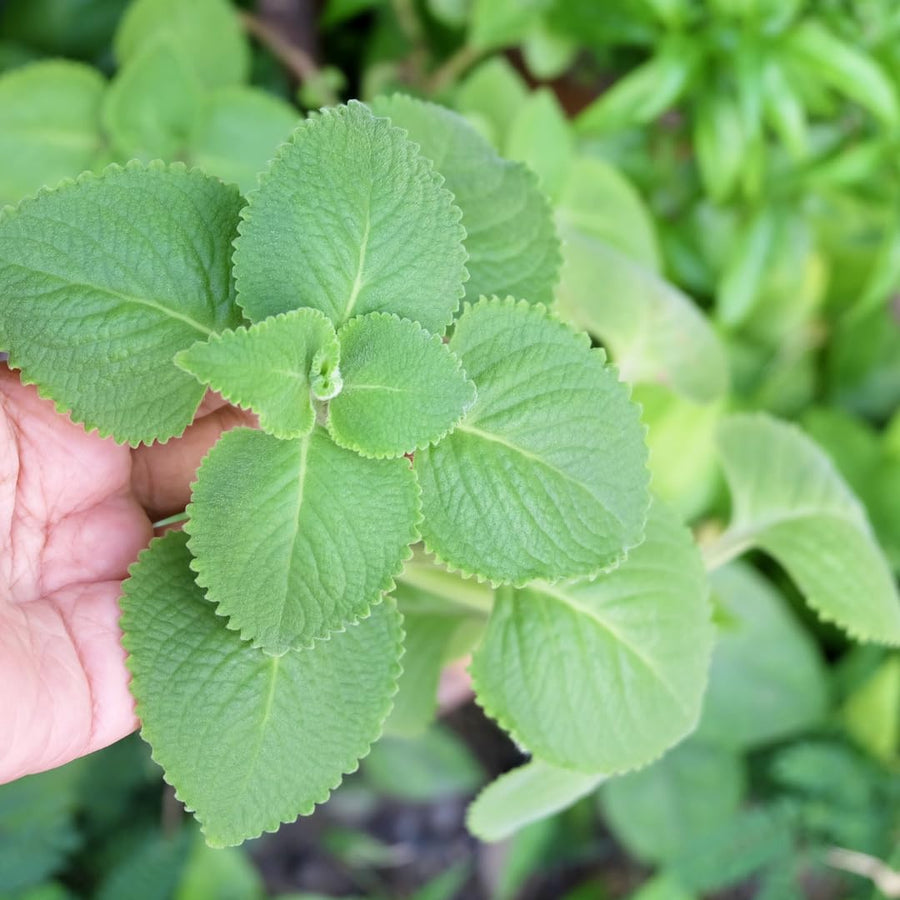 2 Cuban Oregano Live Plants Herbs, 5-9" in Tall Very Well-Rooted, Vegetables Mexican Mint or Spanish Thyme Ready to Plant Outdoor Spring