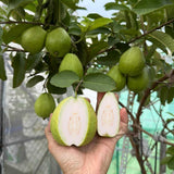 White Guava Tree Plant, Live Guava Tree for Planting, Guava Tree Live Plant 6-9 Inc in Tall in 4 Inc Pot