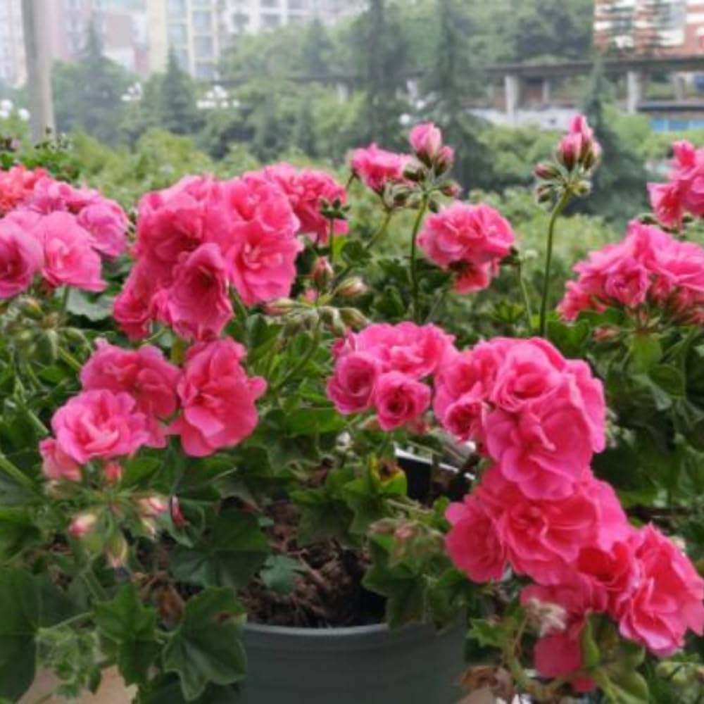 2 Geranium Plants Live, Live Geranium Plant, Pink Geranium Flower Plants Indoor Outdoor, 5 to 7 Inches Tall, Geranium Plant