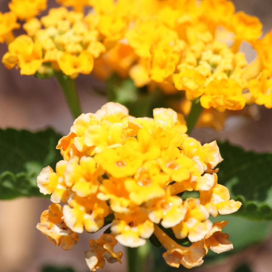 Set 3 Lantana Plants Live for Planting, 6-9 Inch Height, Ornamental Lantana Live Plants Ready to Grow (Yellow Gold Lantana)