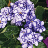 White Purple African Violets Live Plant in 4" Pot, Starter African Violet for HouseplantIndoor Outdoor Home Decor