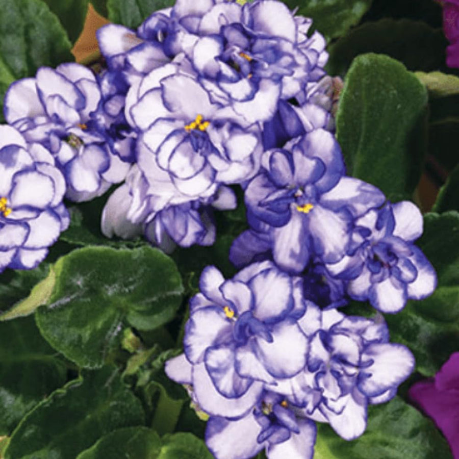 White Purple African Violets Live Plant in 4" Pot, Starter African Violet for HouseplantIndoor Outdoor Home Decor