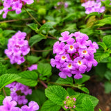 Pack 4 Trailing Lantana Plants Live for Gardening, 6-9 Inc Height, Ornamental Lantana Live Plants, Fragrant Lantana Flowers Vine (Purple Lantana)