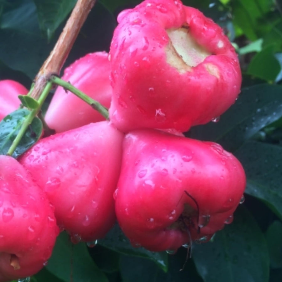 Sweet Red Wax Apple Tree Live Plant, 3 Feet Tall Tropical Fruit Tree, Zones 9-11 for Outdoor Indoor Planting, Rare Fruit