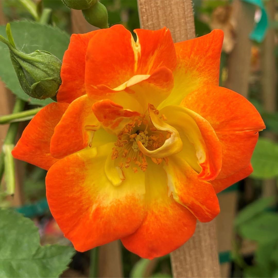 Orange to Red Yellow Climbing Roses Live Plants 7 Months Old, Rose Bushes Ready to Plant 5-9" Tall, Very Fragrant, Can Grow As Climber or Bush Tree or Trellises, Walls, Fences
