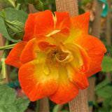 Multi-Colors Climbing Roses Live Plants 7 Months Old, Rose Bushes Ready to Plant 5-9" Tall, Very Fragrant, Can Grow As Climber or Bush Tree or Trellises, Walls, Fences