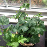 English Ivy Live Plant, 4 Inch Pot, Hardy Green English Ivy Plant for Outdoors Indoors Garden, Potted Vine Plant