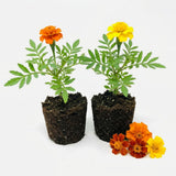 Set 2 African Marigolds Live Plants, Mix Marigold Plants Live, 5-7 Inc Tall, Colorful Blooms, Marigolds Plant for Patio and Outdoor Garden