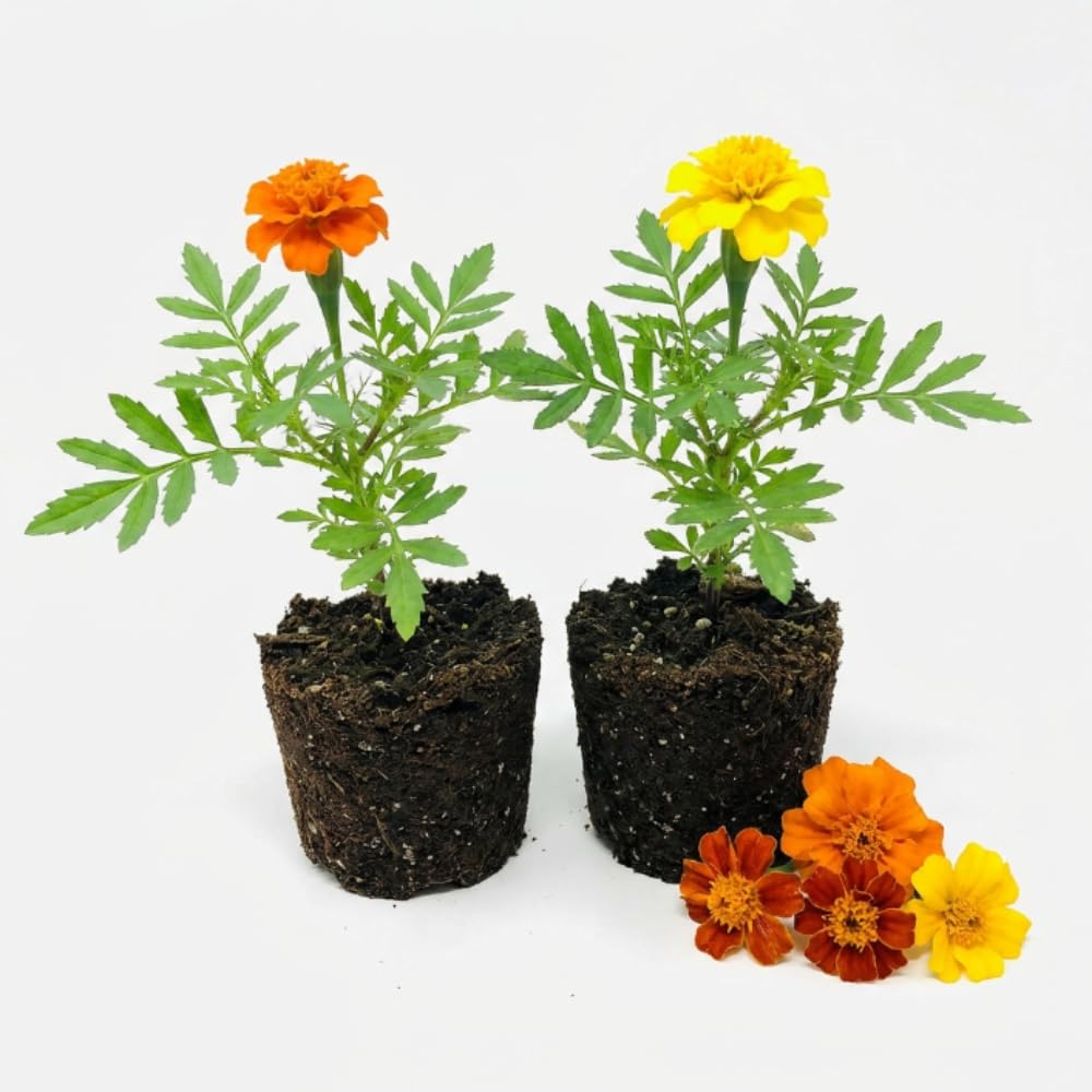 Set 2 African Marigolds Live Plants, Mix Marigold Plants Live, 5-7 Inc Tall, Colorful Blooms, Marigolds Plant for Patio and Outdoor Garden