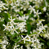Live Jasmine Plant, White Jasmine Flower, Fragrant Climbing Vine, 4-7 Inches Tall, Ready for Planting (Star Jasmine)