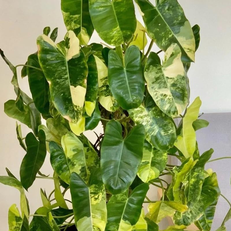 2 Rare Philodendron Live Plants Varieties Collection, Philodendrons Plants Size 5-9 Inc for Indoor Houseplant Décor, Ornamental Tropical Well-Rooted (Variegated Vining Philodendron Plants)