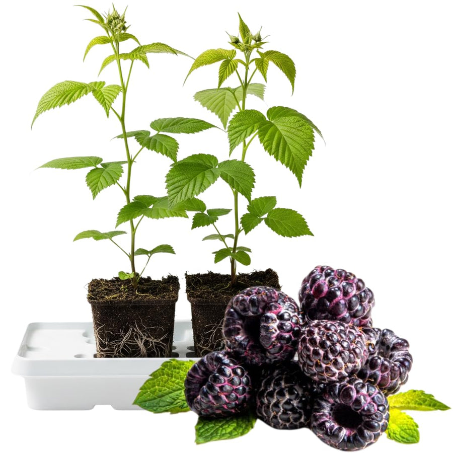 Pack 2 Glencoe Purple Raspberry Plants Live, Size 5-9 Inch Tall, Raspberry Trees Live Plants, Sweet Raspberry Bush Shrub