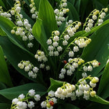 Set of 6 Lily of the Valley Plants Live, 4-7" Tall, Bareroot, Lily of the Valley Plant, Fragrant Flowering Perennials for Garden