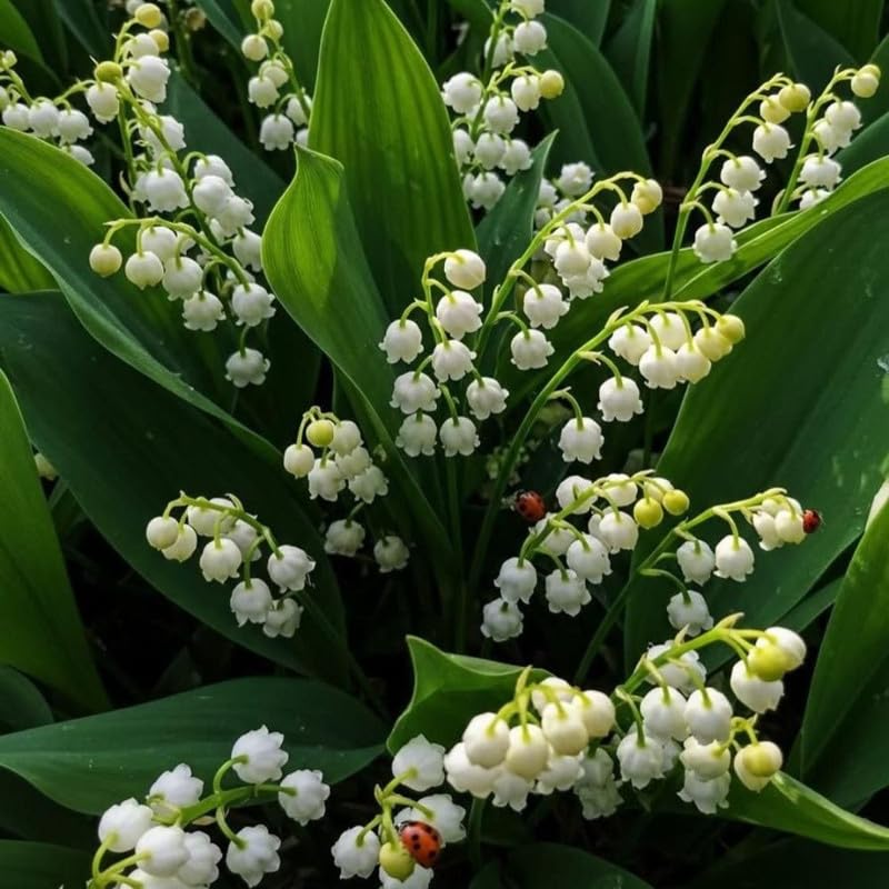 Set of 6 Lily of the Valley Plants Live, 4-7" Tall, Bareroot, Lily of the Valley Plant, Fragrant Flowering Perennials for Garden