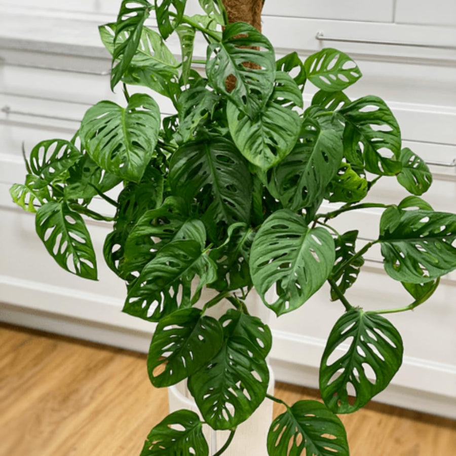 2 Swiss Cheese Plants Live, Monstera Live Plants, Swiss Cheese Philodendron House Plants for Planting, Rare Leaf Monstera 4 to 6 Leaves (Monstera Adansonii Narrow Leaf)