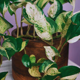 2 Pothos Live Plants, Live Pothos Plant, 3 to 5 Inc Tall, Indoor House Plants Outdoor (Green White)