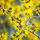 Set 2 Witch Hazel Tree, Witchhazel Plant Live, Fragrant Yellow Flower, 12-16'' Height, Hardy Perennial Shrub for Planting, Dormant in Winter