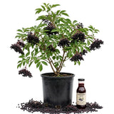 Elderberry Bush Live Plant, 1.5-2.5 Ft Tall, Sweet Fruit Tree, Elderberry Plants Live for Planting, Cold Hardy, 1 Gal Pot