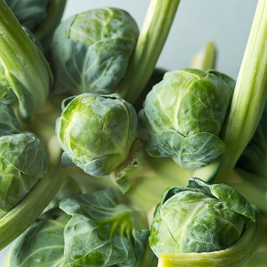 Set 2 Pots Brussel Sprouts Plants, 4″ Pot Brussel Sprouts Plants, Well Rooted Vegetable Seedlings for Garden, Container Planting