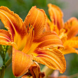 3 Double Orange Daylily Bulbs for Planting, Daylily Bulbs Roots Rhizomes Gardening, Orange Flower Garden