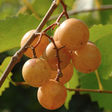 Seedless Grape Vines Trees Live Plants, Well-Rooted 1 to 2 Years Old, Grapes Plant Live for Outdoor Planting, Zones 3-9 (Bronze Muscadine)
