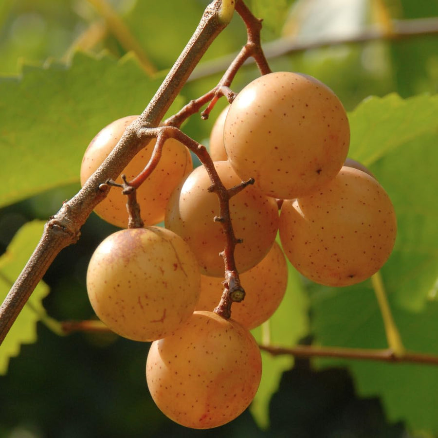 Seedless Grape Vines Trees Live Plants, Well-Rooted 1 to 2 Years Old, Grapes Plant Live for Outdoor Planting, Zones 3-9 (Bronze Muscadine)