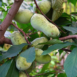 Pawpaw Tree Live Plant in Quart Pot, Pawpaw Tree 6-12 Inches Tall, Paw Paw Fruit Plant for Planting Outdoor, Sweet Fruit Plants