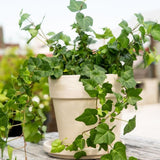 English Ivy Plant Live 4'' Pot, Fast-Growing Trailing Houseplant, Hardy English Ivy Groundcover, Indoor Outdoor Growing (Green Ivy)