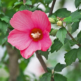 Red Althea Plant, Quart Pot, 6-12 Inch Plants Rose of Sharon Flowering Shrub, Hardy Hibiscus Flower Plant for Outdoor Landscapes