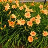 Set 6 Orange Daylily Live Starter Plant, 4-6" Tall, Daylilies Plant, Hardy Flowering Plant for Yard, Garden and Landscaping, Bareroot