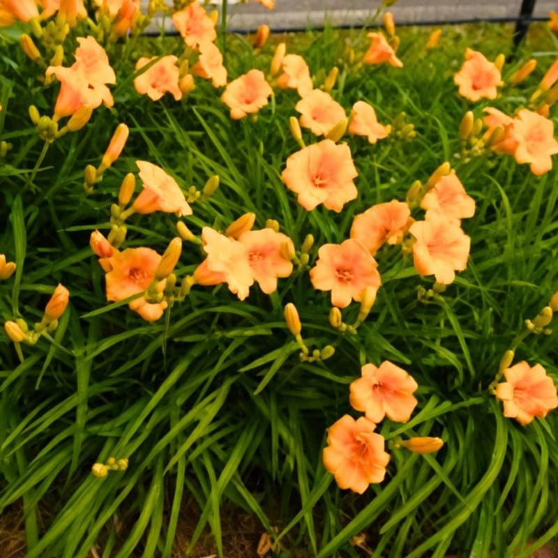 Set 6 Orange Daylily Live Starter Plant, 4-6" Tall, Daylilies Plant, Hardy Flowering Plant for Yard, Garden and Landscaping, Bareroot