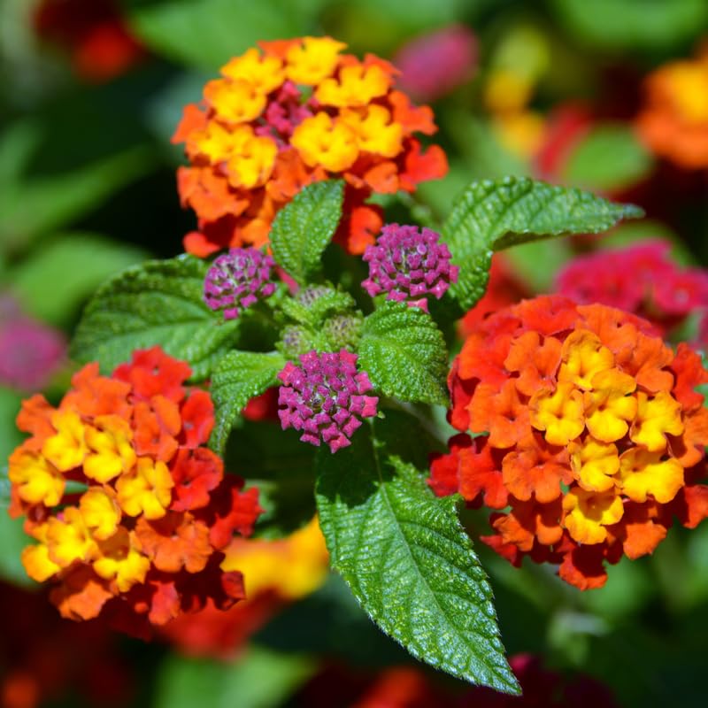 2 Lantana Plants Live, Perennial Live Flowering Lantana, Container Growing 4-9 Inch Tall