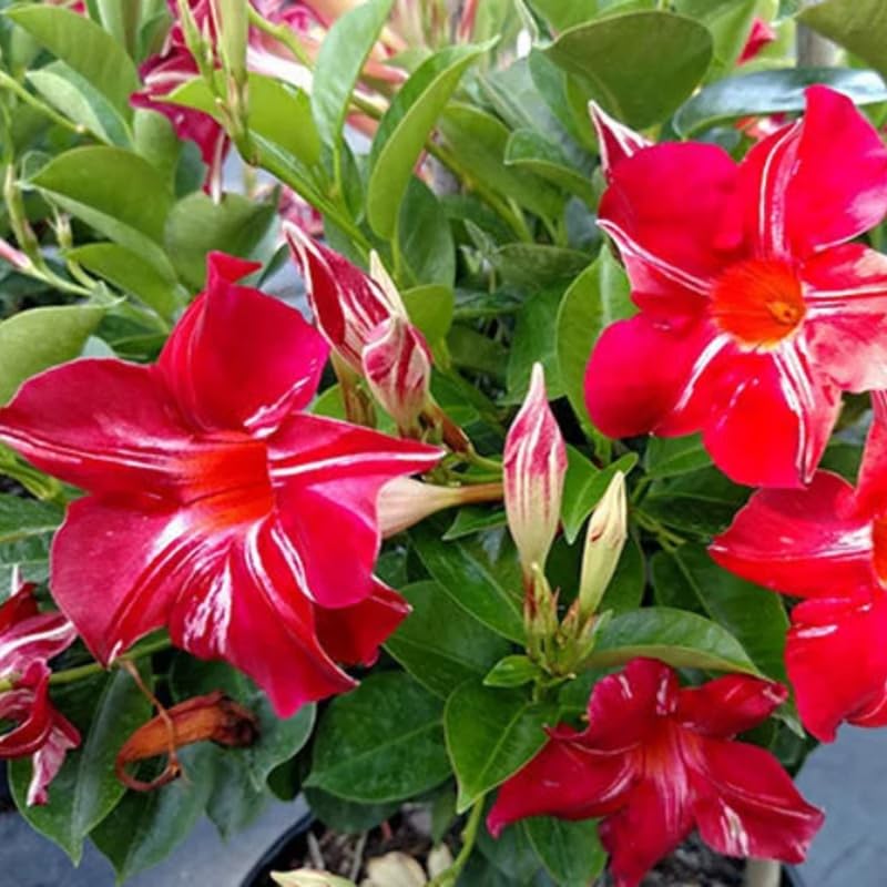2 Stripe Red Mandevilla Live Plants, Mandevilla Flowering Vines Trellis, 4-9 Inch Tall Plants for Hanging Baskets, Container and Garden Growing