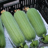Luffa Plant Live, Loofah Gourd Vine Seedling, 4-8 Inc in 4 Inches Pot, Loofah Plant Live for Garden