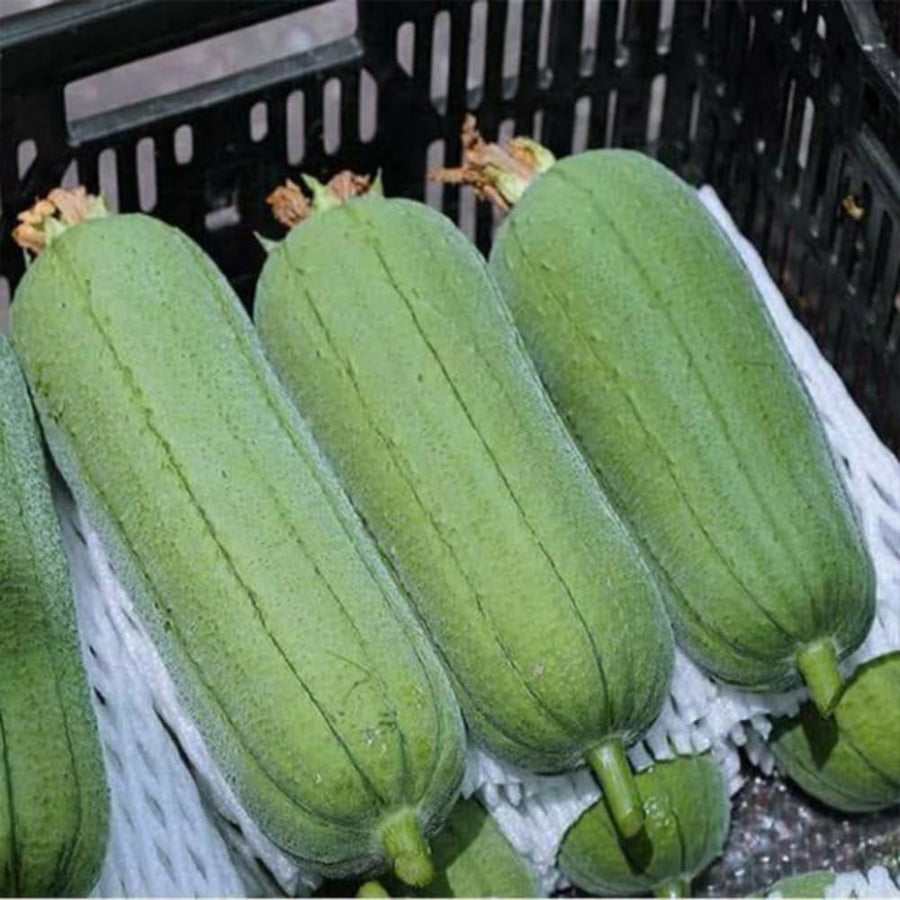 Luffa Plant Live, Loofah Gourd Vine Seedling, 4-8 Inc in 4 Inches Pot, Loofah Plant Live for Garden