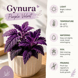 Gynura Velvet Plant, Purple Passion Plant, Velvety Purple Leaves, 4 Inches Pot 4-7 Inches Tall, Well Rooted for Indoor Houseplant