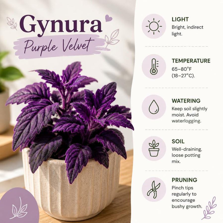 Gynura Velvet Plant, Purple Passion Plant, Velvety Purple Leaves, 4 Inches Pot 4-7 Inches Tall, Well Rooted for Indoor Houseplant