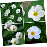 Oxalis Plant in 4'' Pot, 4-8'' Tall, Shamrock Flowers Plants, Perennial Flower Plants for Indoor and Outdoor Garden